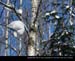 WinterAville11