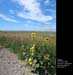 SouthernAlberta36