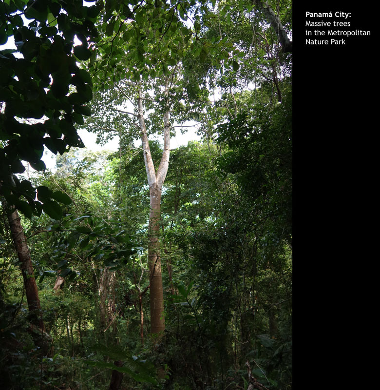 DowntownPanama091