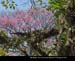 Jardim53
