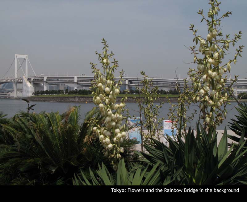 Odaiba21